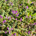 ホトケノザ（仏の座）の花言葉や種類、特徴をご紹介！ホトケノザ（仏の座）は道端や土手などに自生し、春にピンク～紫色の花を咲かせる野草。春の七草のホトケノザと同じと思われがちですが、全く別の植物です。