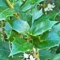 柊（ヒイラギ）について、花の咲く季節や香り、育て方、柊（ヒイラギ）と混同されている種類、クリスマスの飾りに使われる柊（ヒイラギ）と節分に飾る柊（ヒイラギ）の違いなど。柊（ヒイラギ）について詳しく紹介します。