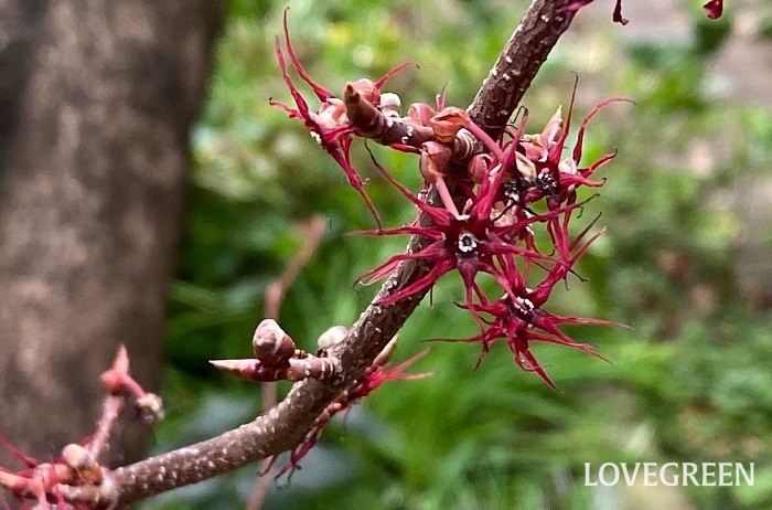 マルバノキはマンサクに似た赤い花を咲かせる落葉低木です。ハート形の葉も可愛らしく、紅葉も楽しめます。
