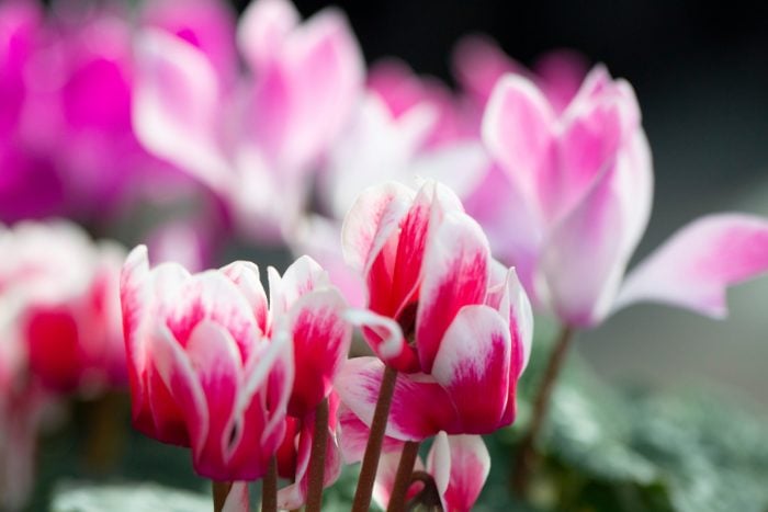 シクラメン　canva