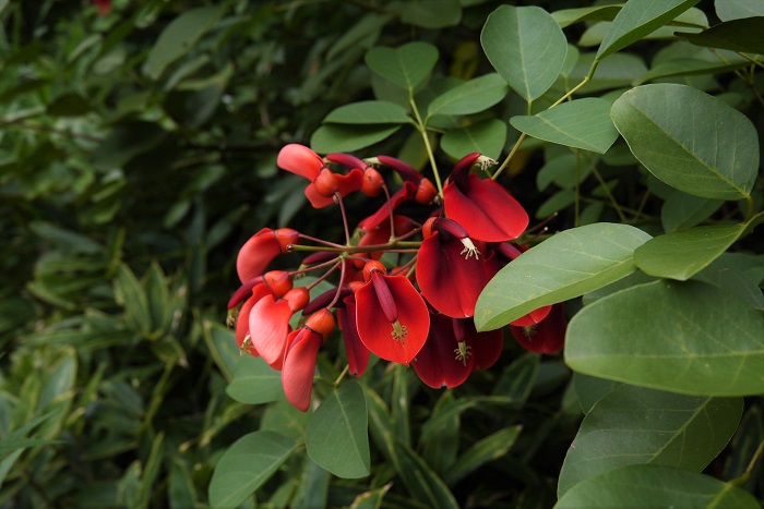 科名：マメ科 開花期：6月~10月 分類：落葉高木 デイゴは沖縄の県の花としても有名なマメ科の落葉高木です。夏から秋まで真赤な花を咲かせます。