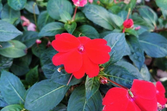 科名：ツリフネソウ科 開花期：5月~10月 分類：一年草 インパチェンスは日陰に強く、夏の暑い盛りにも色鮮やかな花を咲かせる一年草です。インパチェンスの花色は赤の他に、白、ピンク、オレンジなどがあります。