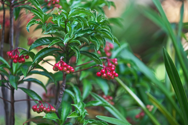 マンリョウ（万両）の花言葉や種類、特徴をご紹介！マンリョウ（万両）は、日本の暖地にも自生している樹木。冬に赤い実をつける縁起植物として古くから親しまれています。