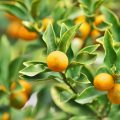 キンカン（金柑）の花言葉や種類、特徴をご紹介！キンカン（金柑）は、オレンジ色の小さな実をつける樹木。花の香りが楽しめ、常緑の葉が美しく、美味しい果実が収穫できる庭木として人気があります。