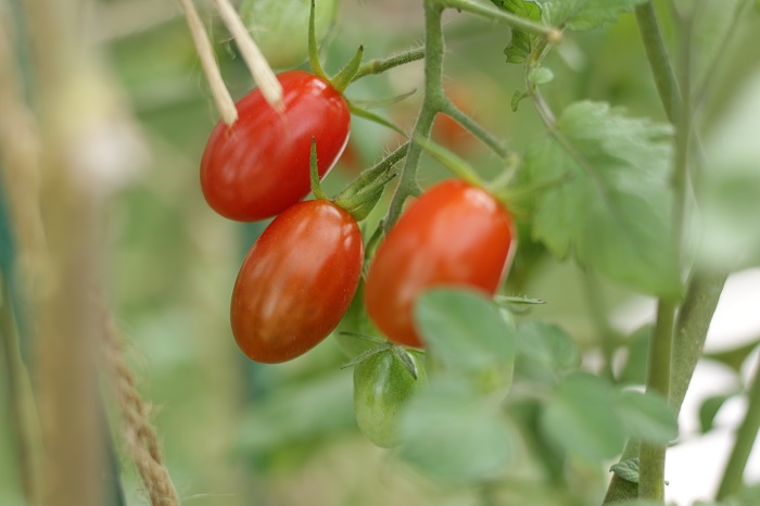 家庭菜園でオオタバコガ、タバコガの被害にあう作物はナス科のトマトやミニトマトが有名です。トマトなどの果菜類は実の中に、結球するキャベツやレタスなどは結球内にもぐりこみ内部から食害をしますので注意しましょう。
