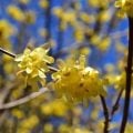 蠟梅（ロウバイ）の花言葉
