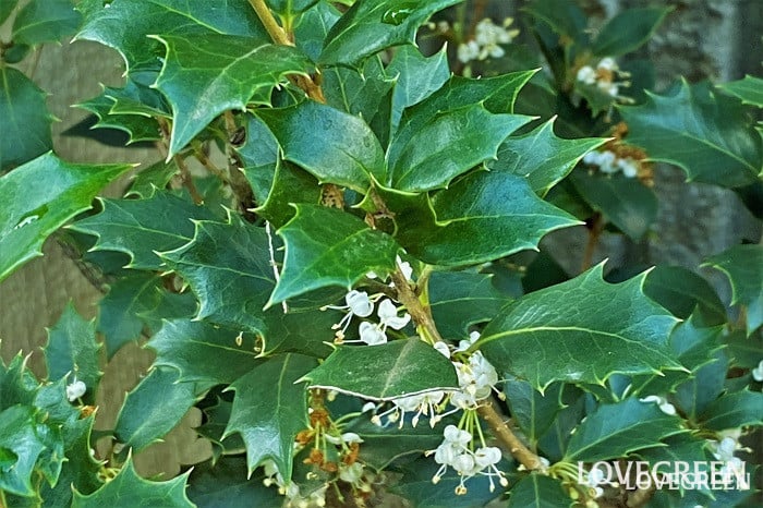 ヒイラギ葉 ヒイラギ