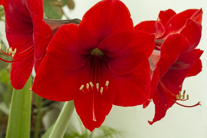 アマリリスは真直ぐに伸びた茎の先に花径10～20cmくらいのユリに似た花を咲かせる多年草です。春咲き種は4月～6月、秋咲き種は10月頃に花を咲かせます。アマリリスの花色は赤の他に、白、ピンク、グリーン、複色等があります。