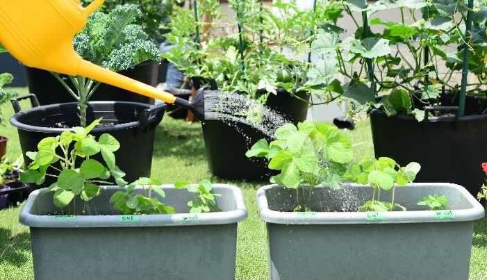 プランターで野菜を育てる 家庭菜園初心者向けの育て方とおすすめ野菜25選 Lovegreen ラブグリーン
