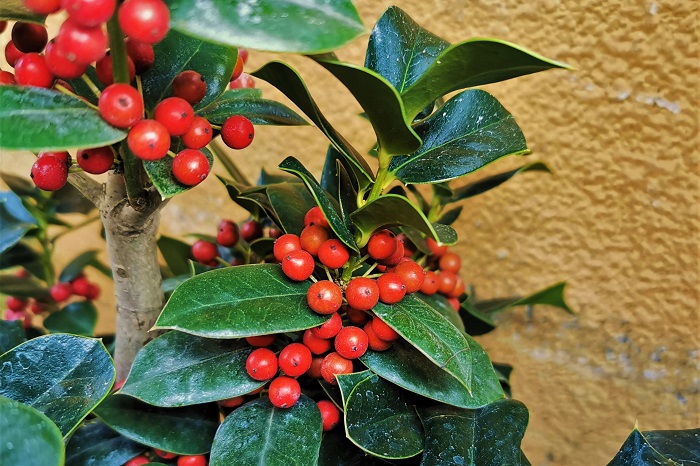 植物名：セイヨウヒイラギ 別名：イングリッシュホーリー、クリスマスホーリー 学名：Ilex aquifolium 科名、属名：モチノキ科モチノキ属 分類：常緑高木 柊（ヒイラギ）と聞くと、クリスマスの頃に出回る、ギザギザした葉に赤い実のついた枝を思い浮かべる方も多いのではないでしょうか。この赤い実が付く柊（ヒイラギ）は、正しくはセイヨウヒイラギといって、柊（ヒイラギ）とは別種の植物になります。  セイヨウヒイラギはモチノキ科の常緑高木です。柊（ヒイラギ）と同じように葉の縁にギザギザとした突起があることから、セイヨウヒイラギと名付けられました。イングリッシュホーリーやクリスマスホーリーという別名でも流通しています。セイヨウヒイラギは春に花が咲き、初冬に赤い実を実らせます。