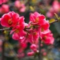ボケ（木瓜）の花言葉や種類、特徴をご紹介！ボケ（木瓜）は、まだ寒い早春から梅に似た花を咲かせて春の訪れを知らせてくれる樹木。その花の美しさから庭木として人気がある他、生垣や盆栽、切り花としても幅広く使われています。