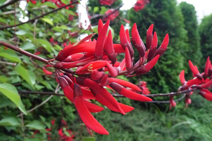 科名：マメ科 開花期：6月~8月 分類：落葉高木 サンゴシトウはデイゴに似た赤い花を咲かせる落葉高木です。デイゴより花のサイズは少し小さいのが特徴です。茎や葉に棘があるのが特徴です。