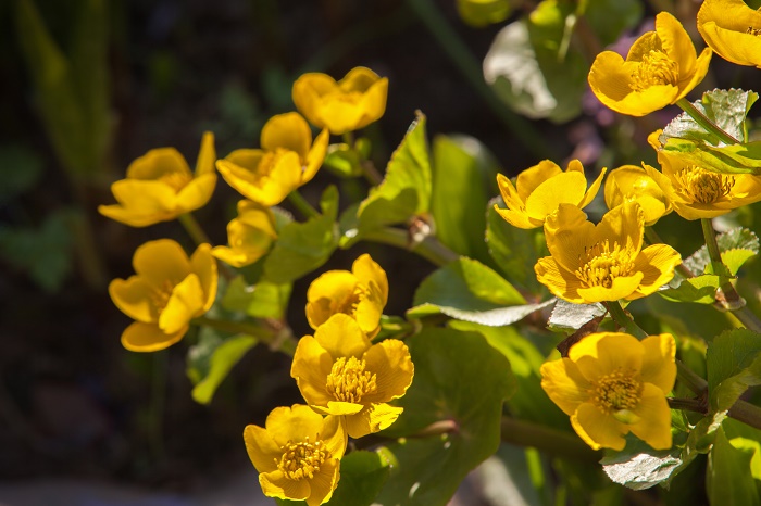 リュウキンカ（立金花）の花言葉や種類、特徴をご紹介！リュウキンカ（立金花）は、可愛い黄色の小花を咲かせる植物。日本でも水辺や湿地に自生している姿を見ることができます。