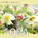 【クリスマスローズ】地植え・鉢植えの育て方は？苗の選び方は？｜皆さんの質問をプロに聞いてきました！