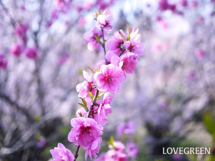 ハナモモ(矢口)小 ハナモモ