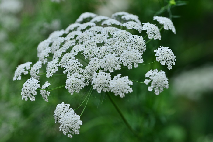 レースフラワー（ドクゼリモドキ）の花言葉や種類、特徴をご紹介！レースフラワー（ドクゼリモドキ）は、春から夏にかけてレースのような清楚な白い花を咲かせる植物。繊細な花姿が愛され、切り花としてよく使われています。