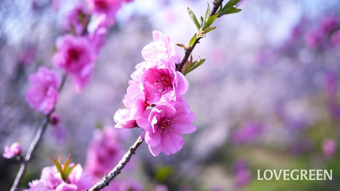 桃の花とは｜特徴、種類、花咲く季節、言い伝えや意味を紹介 | LOVEGREEN(ラブグリーン)