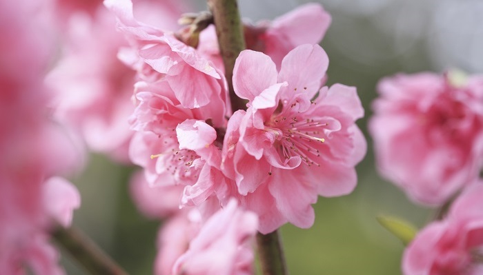 桃の花とは 桃の花の意味や伝説 特徴 花の季節 種類 見頃 育て方まで Lovegreen ラブグリーン