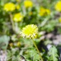 タンポポ｜特徴、種類一覧や見分け方、花咲く季節
