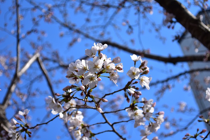 桜｜桃の花と梅、桜の違いは？