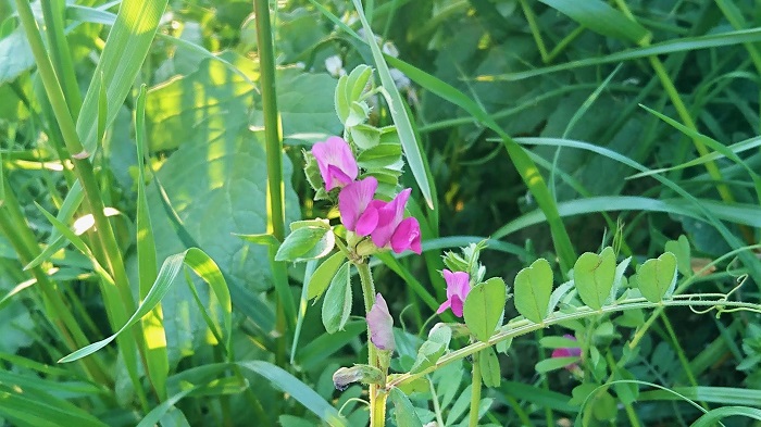 カラスノエンドウとは 花の季節 花や豆の特徴 よく似た雑草 緑肥にする方法 Lovegreen ラブグリーン