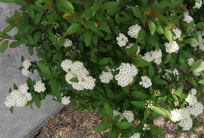 コデマリ（小手毬）は株元からたくさんの枝を出し、高さ2mほどに育ちます。白い小花が20個くらい集まって3cmほどの小さな手毬（てまり）のような花をつくります。切り花としても人気があります。