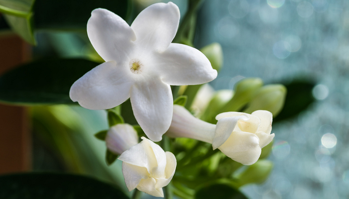 マダガスカルジャスミンの花言葉や種類、特徴をご紹介！マダガスカルジャスミンは、良い香りがする純白の可愛い花を咲かせる植物。霜の当たらない温暖な地域では戸外で冬越しできます。