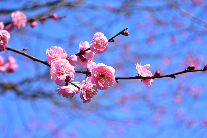 梅｜桃の花と梅、桜の違いは？