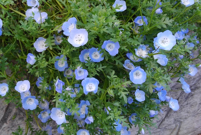 ネモフィラは3月～5月頃、愛らしい花を次々と咲かせます。花色は鮮やかなブルーが代表的ですが、水玉模様の白花、斑点のある黒花など様々あります。  国営ひたち海浜公園の丘など、広い場所に栽培されたネモフィラのブルーの花畑は今では春の風物詩となっています。