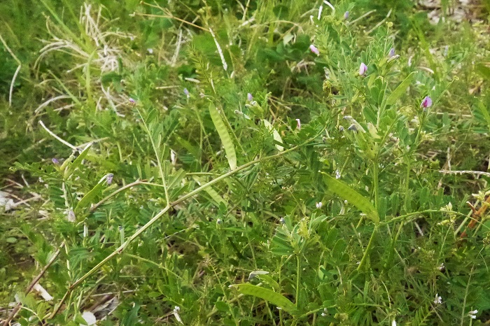 カラスノエンドウの種子は、小さなエンドウ豆になります。 花後、長さ2~3cmのエンドウ豆を実らせ、熟すと真黒になります。  カラスノエンドウの種 完熟したカラスノエンドウは、さやが弾けて、中から種が飛び出します。飛び出した種は周囲に飛び散り、秋に発芽するという仕組みです。残ったさやは、螺旋状になって残ります。