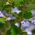 カキドオシ（グレコマ）の花言葉や種類、特徴をご紹介！カキドオシ（グレコマ）は、切れ込みのある丸い葉を持ち、薄紫色の小さな花を咲かせる植物。丈夫で育てやすく、グランドカバーや寄せ植えなどに好んで用いられます。