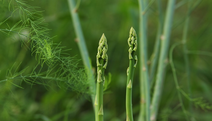 アスパラガスの花言葉や種類、特徴をご紹介！アスパラガスは、筆のような形をした茎を食用にする植物。黄緑色の釣鐘型をした可愛らしい花を咲かせます。