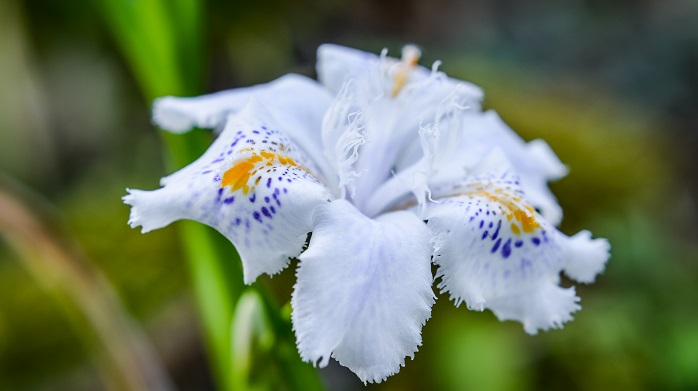 シャガ（著莪）の花言葉や種類、特徴をご紹介！シャガ（著莪）は、春に白や薄紫色の花を咲かせる植物。耐陰性がありどんどん増えるので、日陰のグランドカバーとしてもよく用いられます。