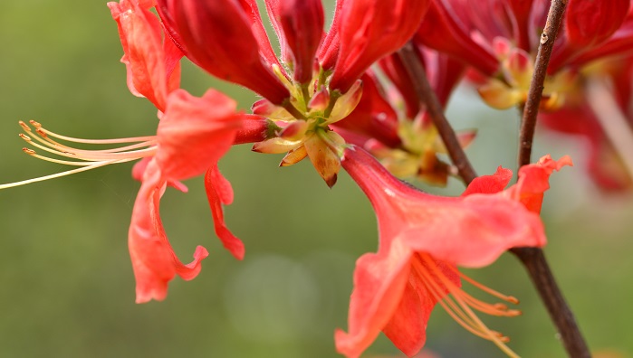 レンゲツツジ 蓮華躑躅 の花言葉 種類 特徴 色別の花言葉 Lovegreen ラブグリーン