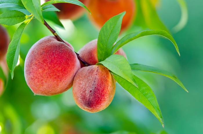 桃の実のなる時期は夏です。春の桃の花が終わった後に実ができ始め、6月~9月に食べ頃を迎えます。桃はよく結実するので、たくさんの実を収穫できるのも楽しみの一つです。