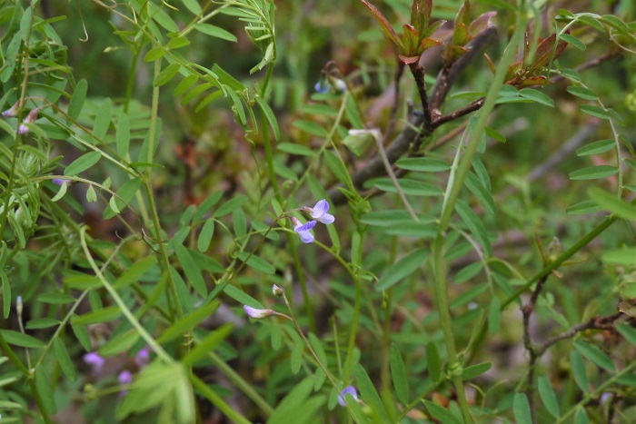 学名：Vicia tetrasperma カラスノエンドウとスズメノエンドウの中間くらいのサイズだから、カスマグサ。ふざけているようですが、正式名称です。カラスノエンドウより一回り小さな薄紫色の花を咲かせます。あまりに可憐な楚々とした姿に見とれてしまいます。あまり見かけないので、出会えると嬉しくて小さく叫んでしまいます。