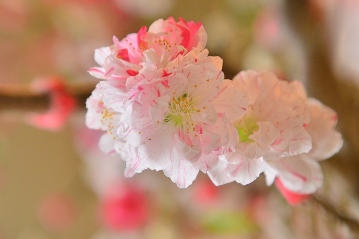 学名：Amygdalus persica（Prunus persica） 科名、属名：バラ科モモ属 分類：落葉高木 桃は中国原産の落葉高木で、春に可愛らしい花を咲かせ、夏には甘く瑞々しく香りのよい果実を実らせます。桃は、花木としても果樹としても世界中で愛されています。