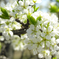 スモモ（李）の花言葉や種類、特徴をご紹介！スモモ（李）は早春、桜に似た白い花を咲かせる植物。花後になる甘ずっぱい実は生食用、果実酒、加工品として幅広く使われています。