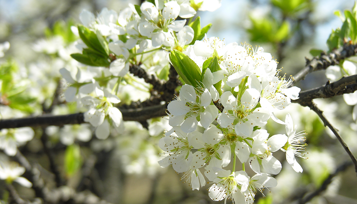 スモモ（李）の花言葉や種類、特徴をご紹介！スモモ（李）は早春、桜に似た白い花を咲かせる植物。花後になる甘ずっぱい実は生食用、果実酒、加工品として幅広く使われています。