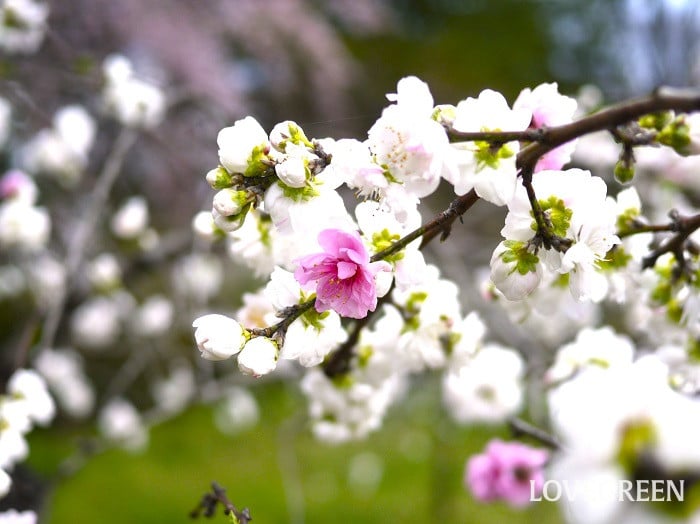 桃の花