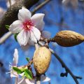 アーモンドの花言葉や種類、特徴をご紹介！アーモンドは桜に似た花を咲かせる樹木。乾燥した環境を好み、アメリカのカリフォルニアで多く栽培されています。
