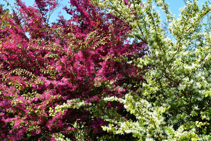 トキワマンサクは、マンサク科の常緑樹で、生長すると樹高は5m近くにまでなる中高木です。<span>花は枝先にいっせいに咲くので、遠くから見ると木全体が花に覆われているように見えるほどです。色はピンクの他、白花もあります。洋風・和風どちらの雰囲気にも合い、病害虫に強く丈夫なトキワマンサクは、生け垣としてもとても人気があります。