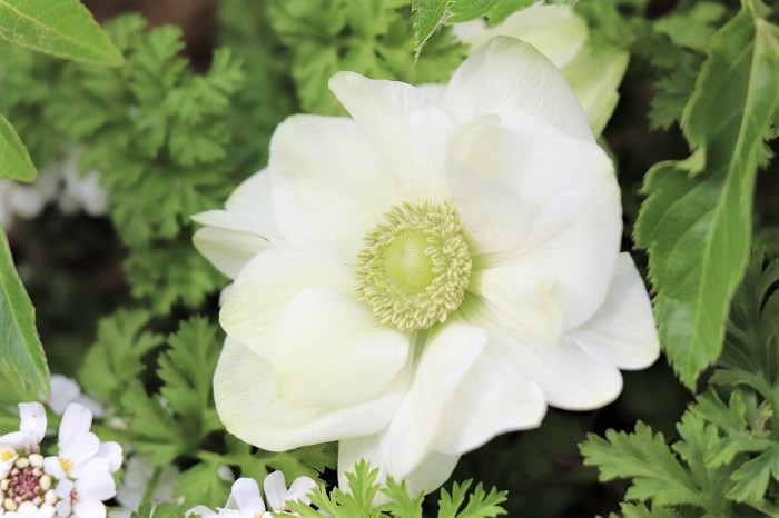 アネモネの白花は上品で優しいイメージ。どんな花とも合わせやすいのでおすすめです。