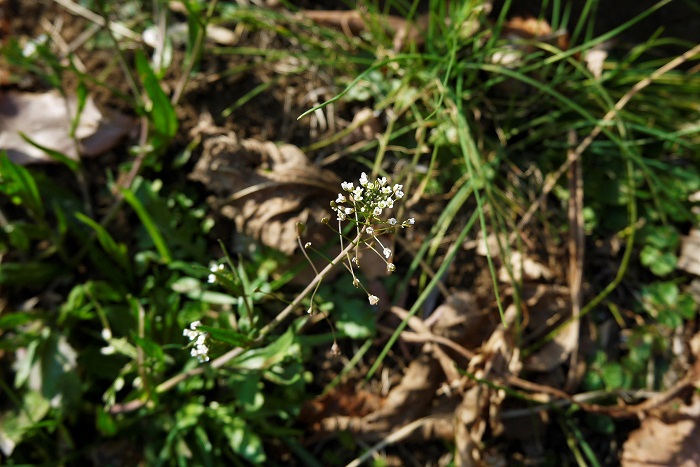 春の七草のナズナとは、ナズナ（学名：Capsella bursa-pastoris）のことを指します。ナズナには多くの種類がありますが、お正月1月7日の七草粥に入れて食べるナズナはCapsella bursa-pastorisです。  ナズナは古くから人里で咲く、春を告げる身近な草花として愛されてきた植物です。さらに冬の寒い時期を緑の葉を広げて耐えるナズナは、邪気を払う力を持っていると信じられていたようです。  お正月の7日に七草粥を食べて万病を防ぐという風習は平安時代からあったとされています。