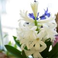 春に爽やかな香りの花を咲かせるヒヤシンス。ボリュームのある豪華な花と、香りの良さが人気の球根植物です。ヒヤシンスを自宅で育てたことはありますか？知っているようで知らないヒヤシンスの水耕栽培の方法や、庭植えでの育て方、花と球根の特徴、生け方、飾り方など。さらにヒヤシンスの名前の由来となっている伝説まで、詳しく紹介します。