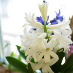 春に爽やかな香りの花を咲かせるヒヤシンス。ボリュームのある豪華な花と、香りの良さが人気の球根植物です。ヒヤシンスを自宅で育てたことはありますか？知っているようで知らないヒヤシンスの水耕栽培の方法や、庭植えでの育て方、花と球根の特徴、生け方、飾り方など。さらにヒヤシンスの名前の由来となっている伝説まで、詳しく紹介します。