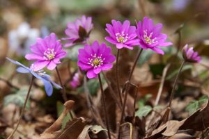 ミスミソウ（雪割草）の花言葉｜種類、花の特徴、名前と花言葉の由来 | LOVEGREEN(ラブグリーン)