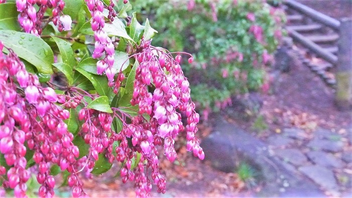 ピンクの花が咲く木32種を春 夏 秋 冬の季節ごとに紹介 Lovegreen ラブグリーン