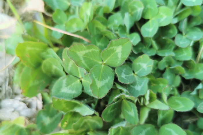 クローバー シロツメクサ の季節 育て方 花や葉の特徴 四葉の意味 Lovegreen ラブグリーン