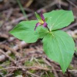 原色図譜エンレイソウ属植物 原色図譜エンレイソウ属植物-1点物になります。